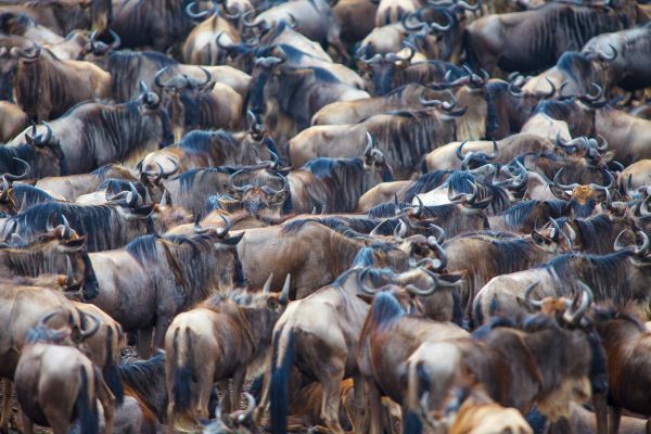 1009205dmii9205 083339   kopie