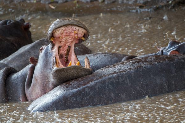 1009211dmiv9211 155415   kopie