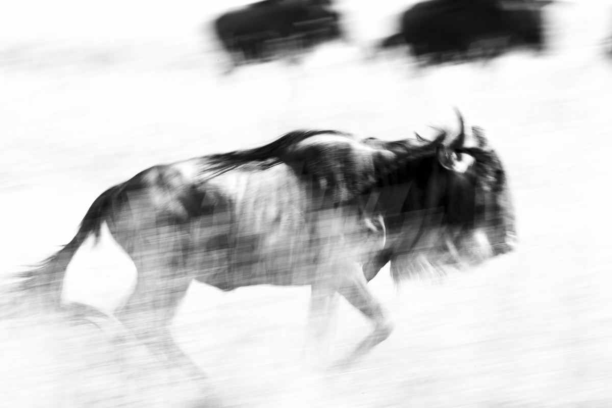 Serengeti NP - Tanzania