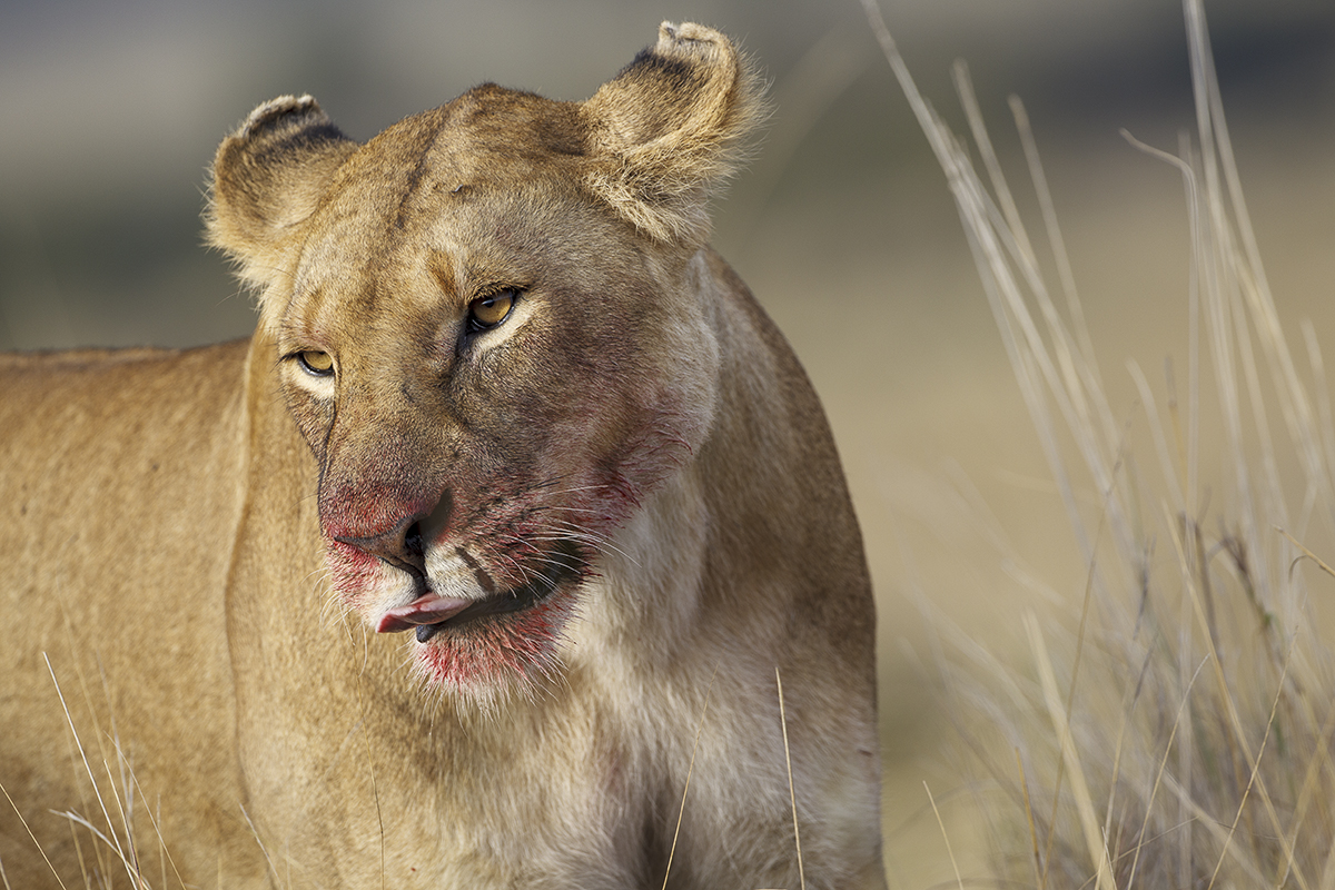 NP Masai Mara - Kenia