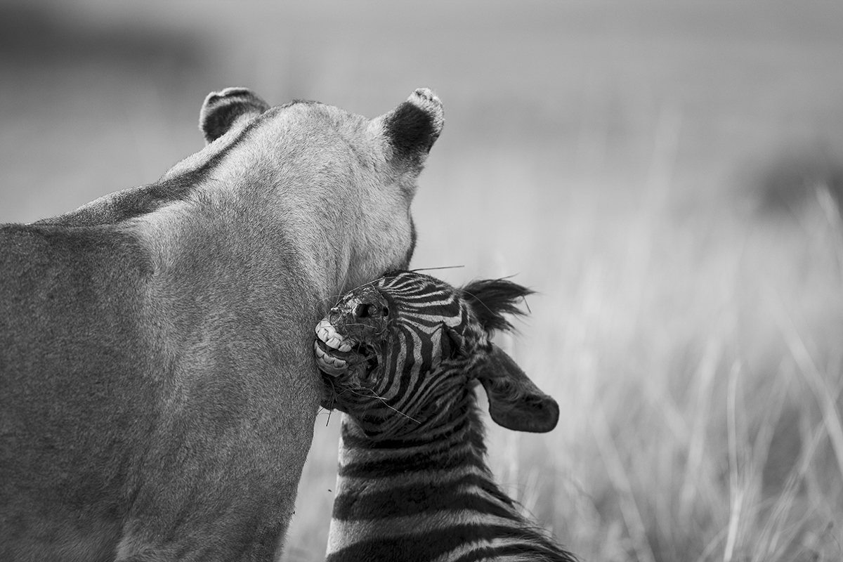 NP Serengeti - Tansania