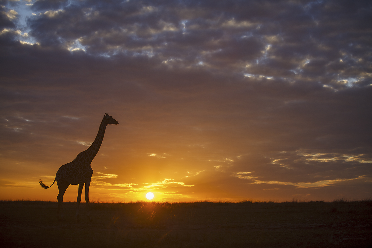 NP Masai Mara - Kenia