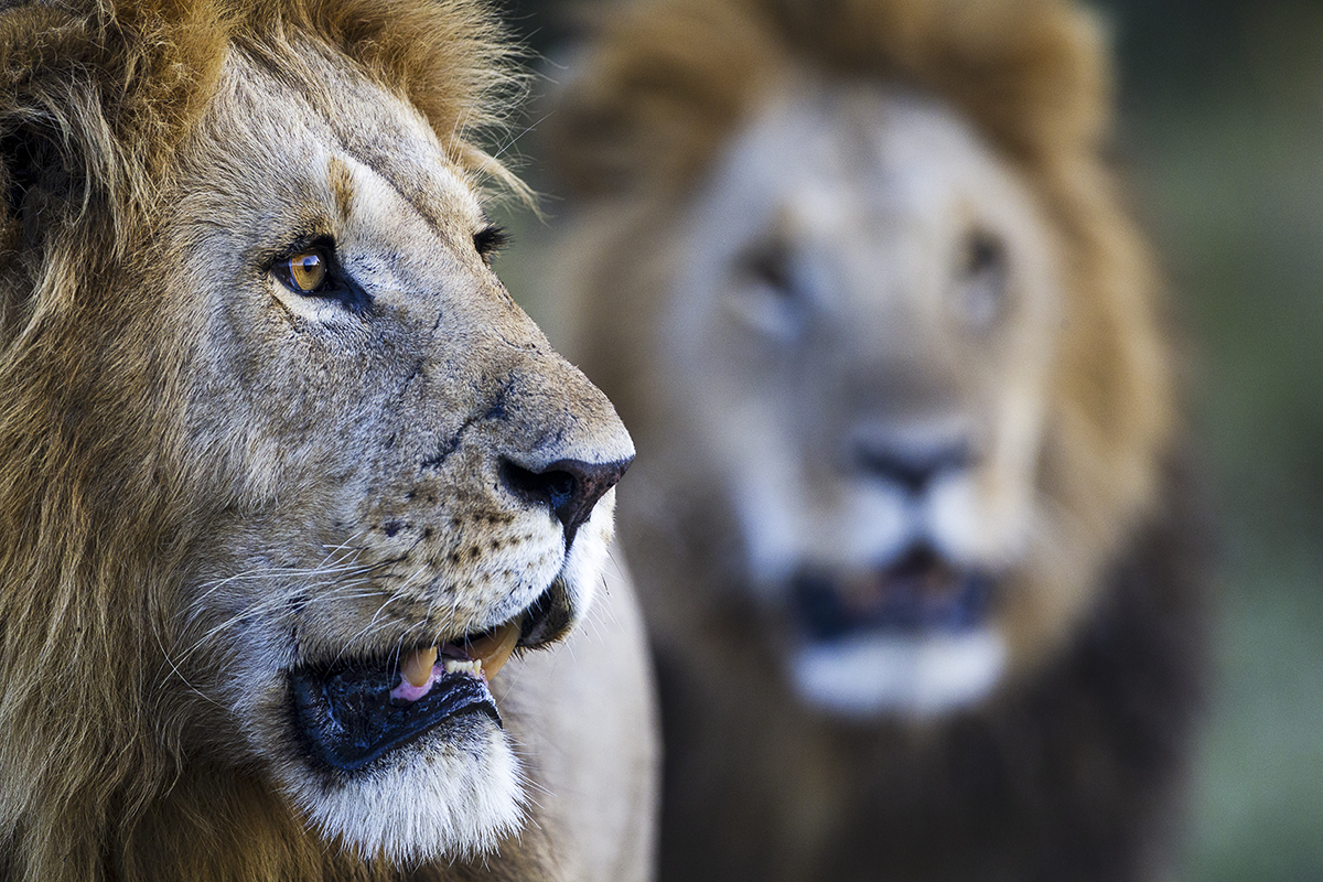NP Masai Mara - Kenia
