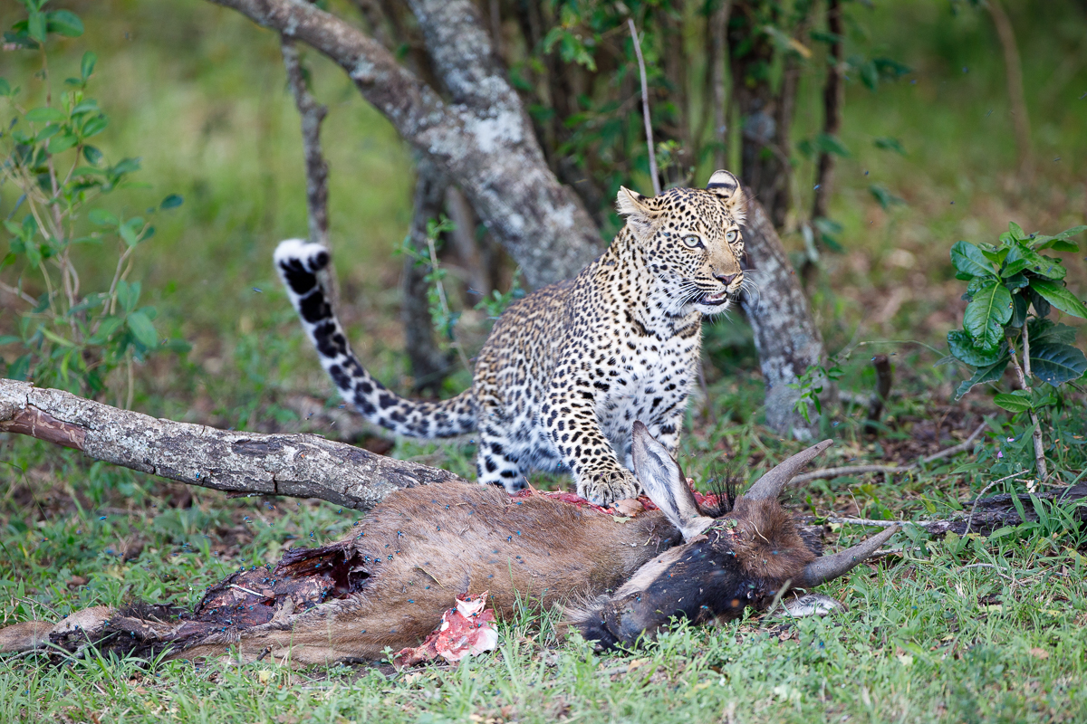 Masai Mara NP, Kenia