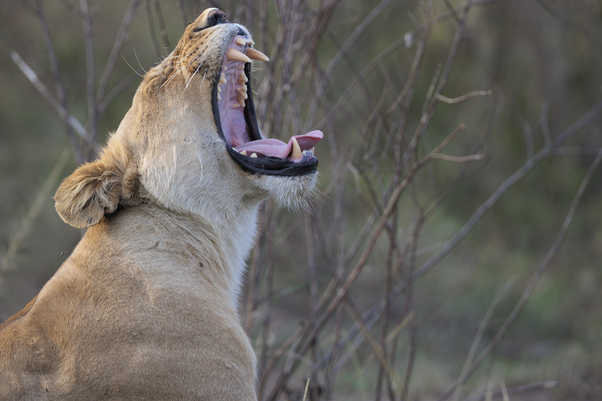 NP Masai Mara - Kenia
