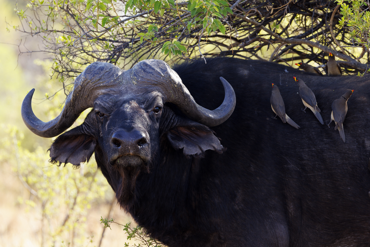 Moremi NP - Botswana