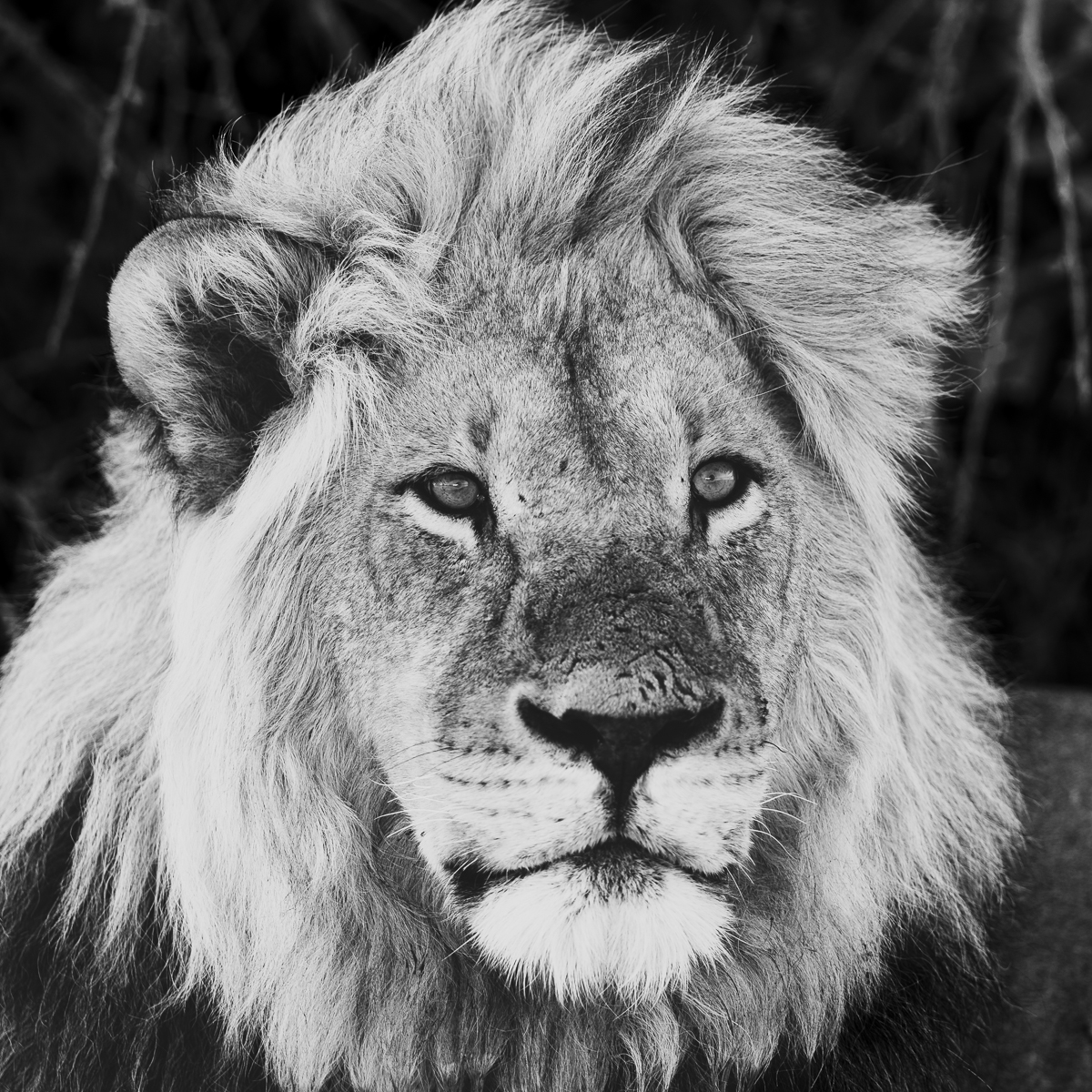 NP Masai Mara - Kenia