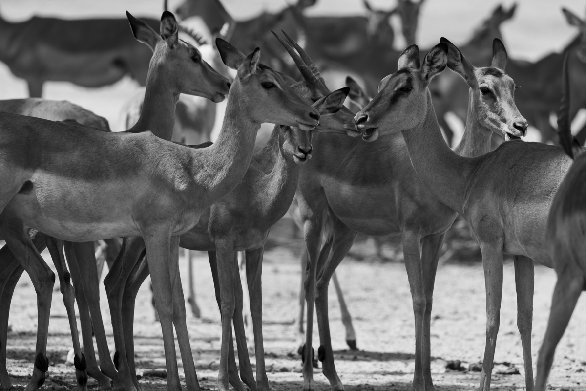 Moremi NP - Botswana