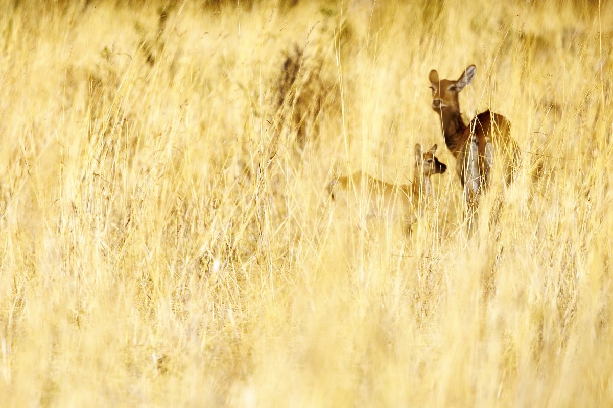 Etosha NP - Namibia