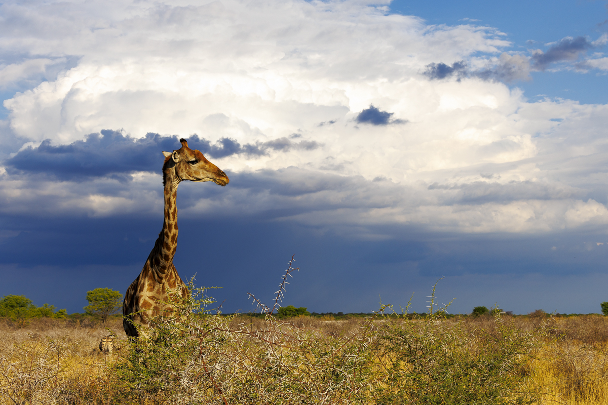Etosha NP - Namibia