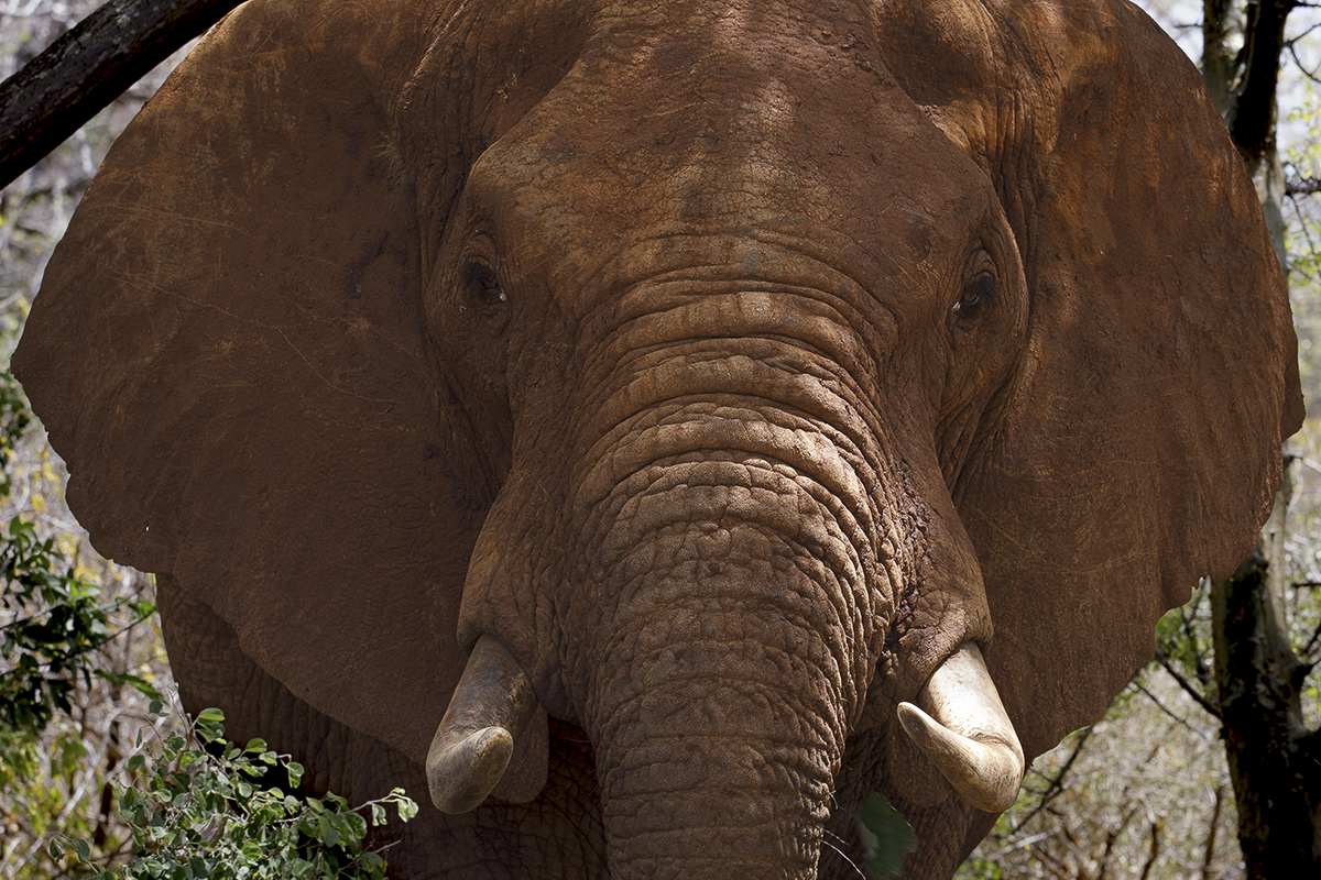 NP Tsavo West - Kenia